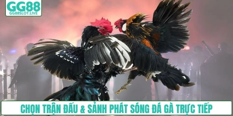 Chọn trận đấu & sảnh phát sóng đá gà trực tiếp