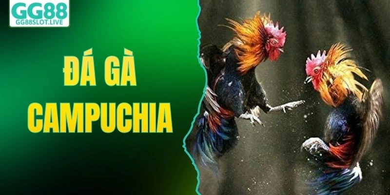 Đá gà campuchia