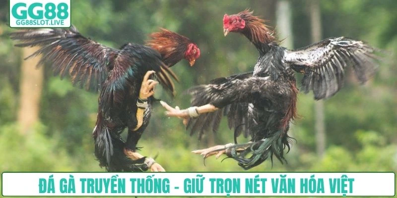 Đá gà truyền thống - Giữ trọn nét văn hóa Việt 