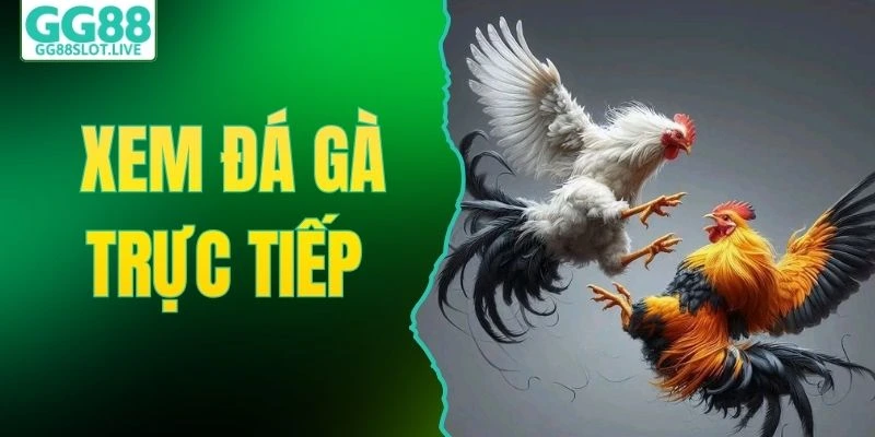 xem đá gà trực tiếp
